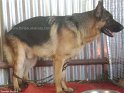 German sheperd 1 copy